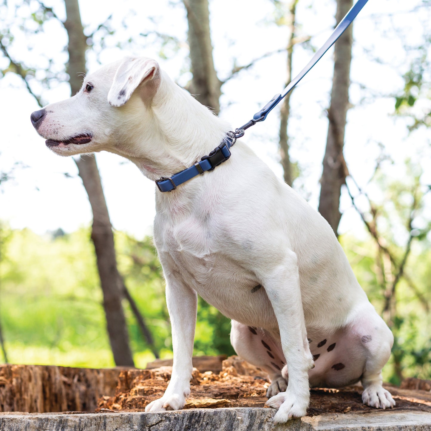 Waterproof Blue Jeans Super Dog Leash