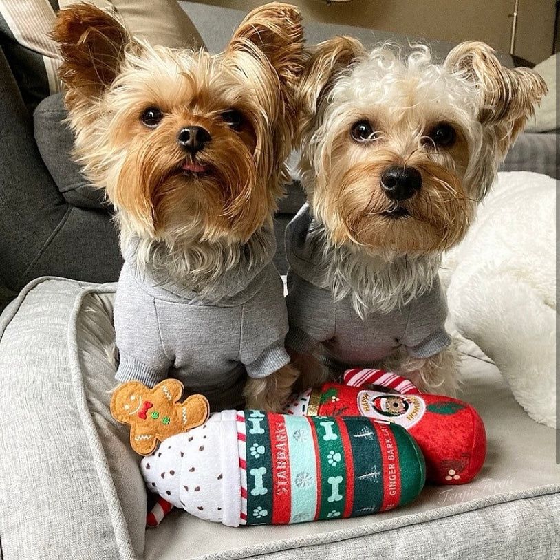 Two small dogs wearing gray sweaters sitting on a couch with a colorful dog toy.