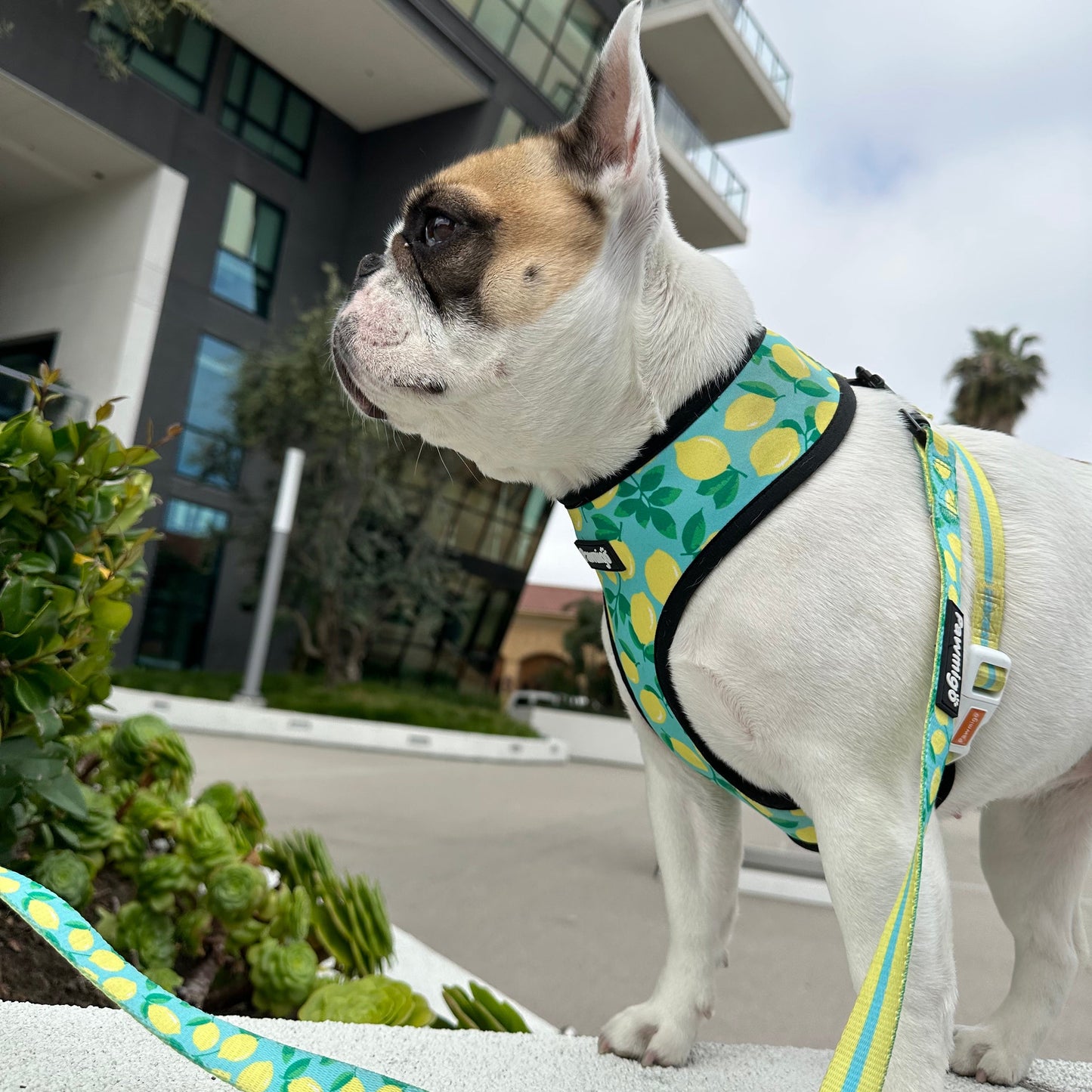 Worth The Squeeze Leash Kit