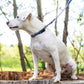 Waterproof Blue Jeans Dog Collar