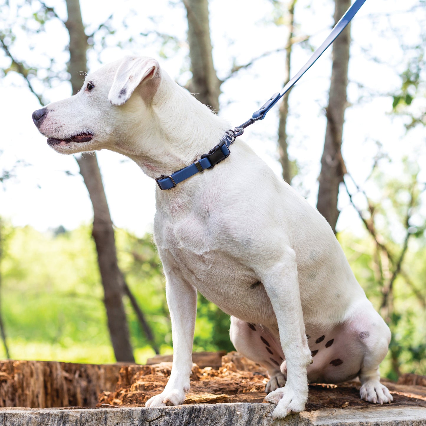 Waterproof Blue Jeans Dog Collar