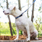 Waterproof Blue Jeans Super Dog Leash