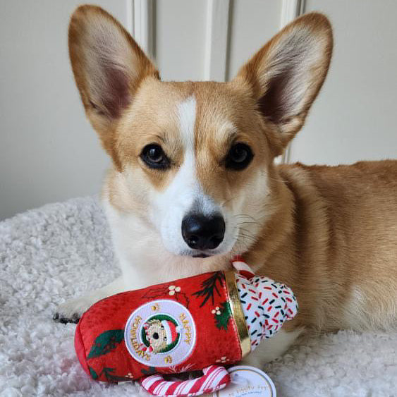 Corgi wearing a red holiday sweater with candy cane pattern on a white surface.