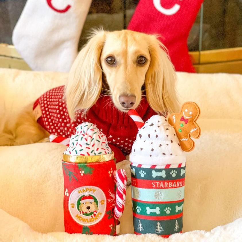 Dog wearing a red sweater with Christmas-themed hot chocolate cups and a gingerbread man toy.