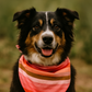 Boho Stripes Dog Bandana