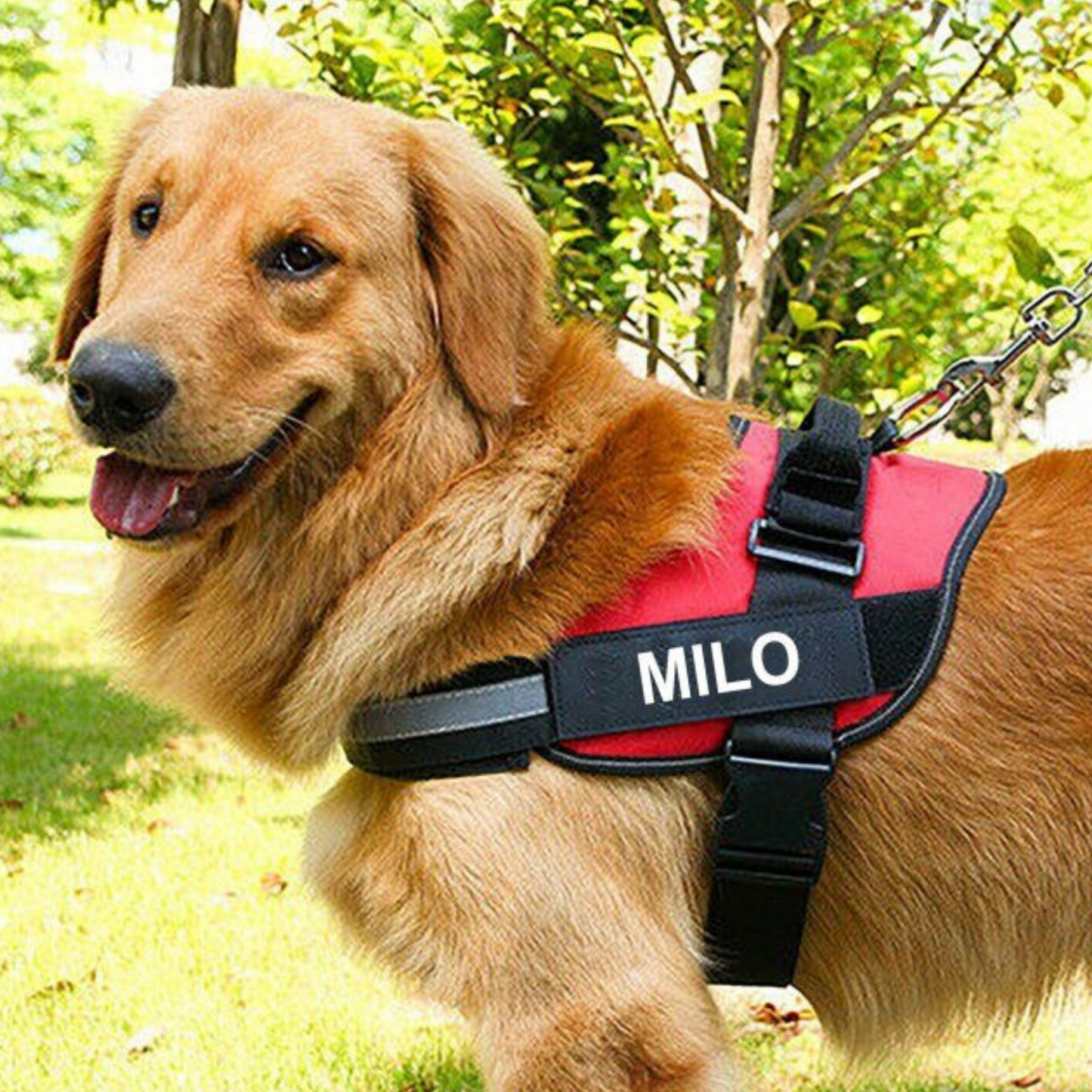 No-Pull Custom Dog Harness